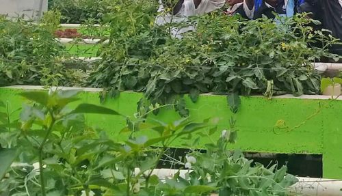 Project where children learn aquaponics, hydroponics and traditional cultivation
